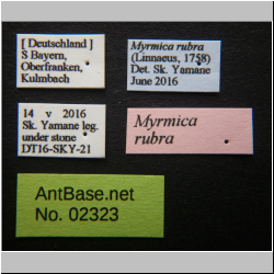 Myrmica rubra   (Linnaeus, 1758)