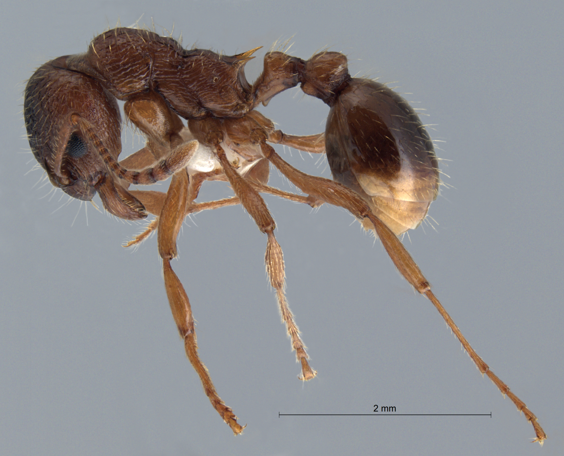 Myrmica rubra lateral