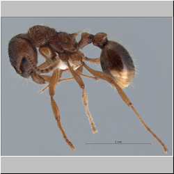 Myrmica rubra   (Linnaeus, 1758)