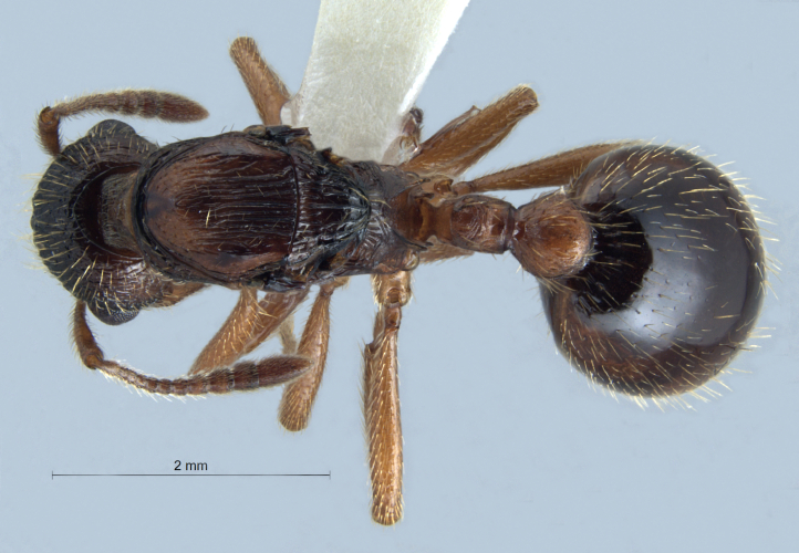 Myrmica rubra