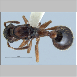 Myrmica rubra (Terayama, 2009) 