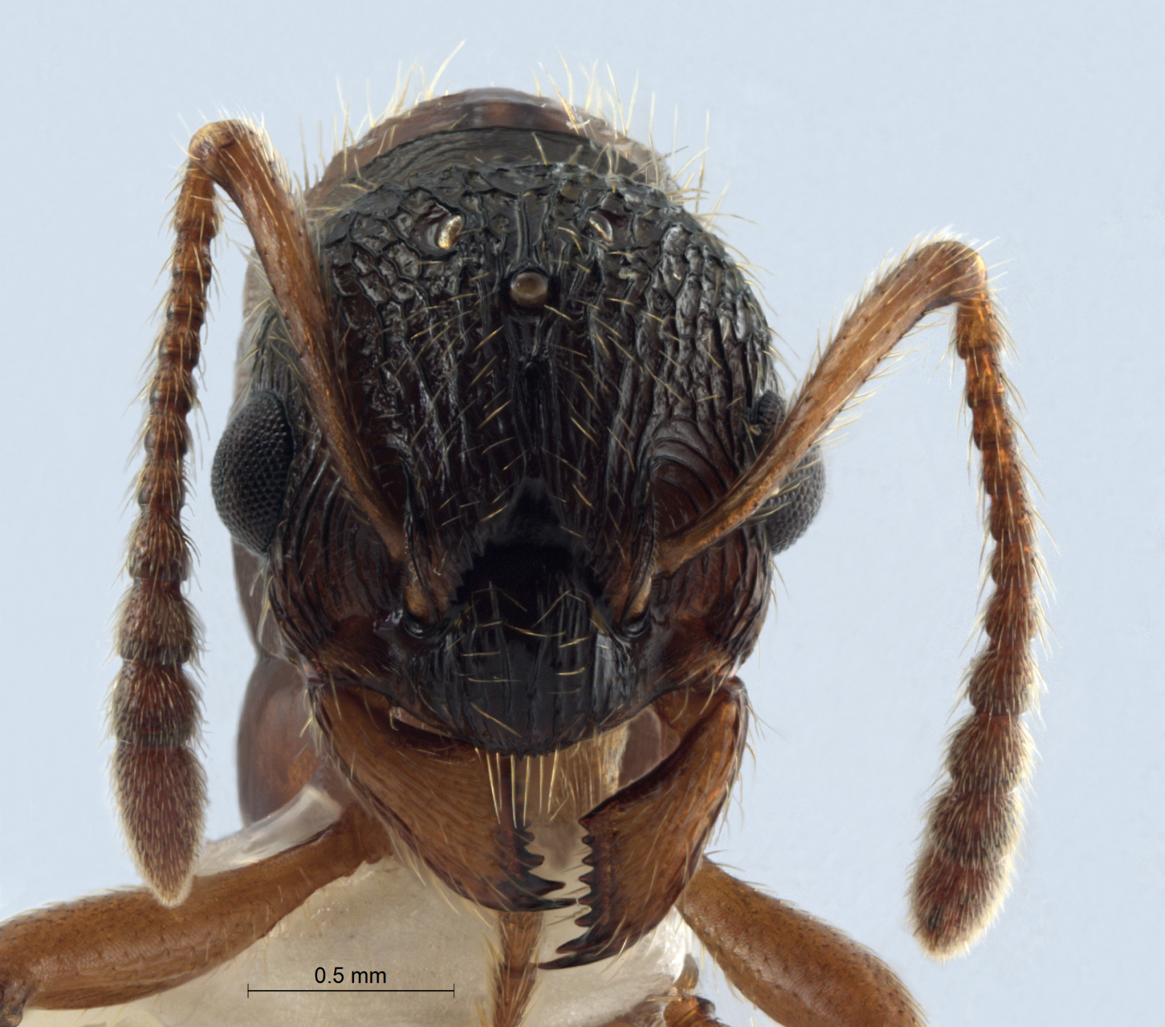 Myrmica rubra