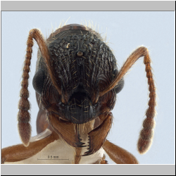 Myrmica