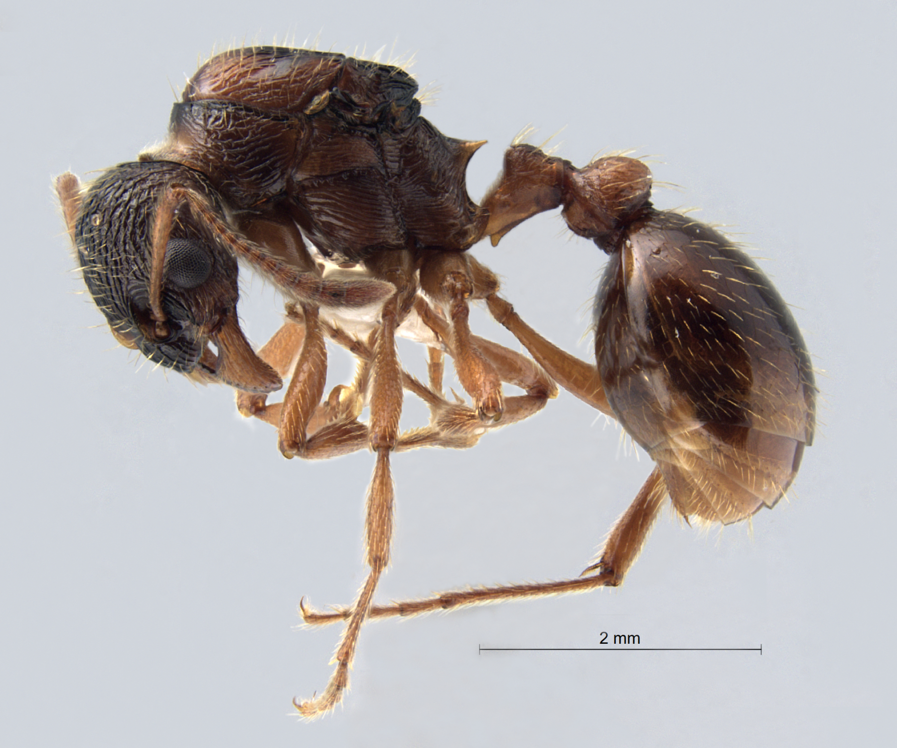 Myrmica rubra lateral