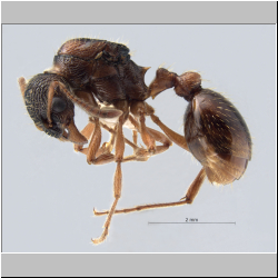 Myrmica rubra   (Linnaeus, 1758)