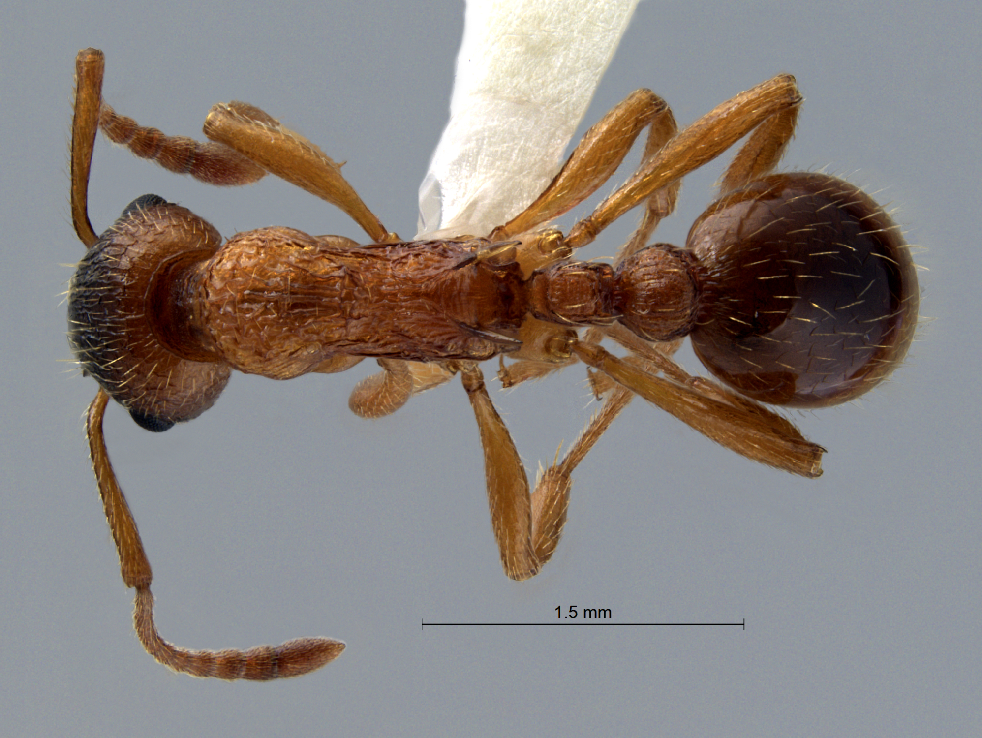 Myrmica rubra