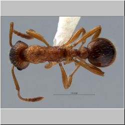 Myrmica rubra (Terayama, 2009) 