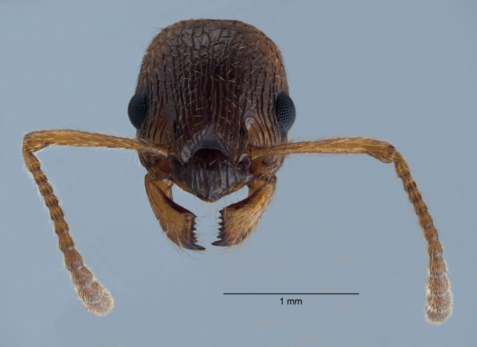 Myrmica rubra frontal