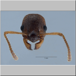 Myrmica