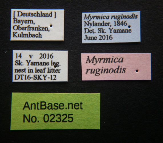 Myrmica rubra label