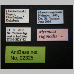 Myrmica rubra   Nylander, 1846 