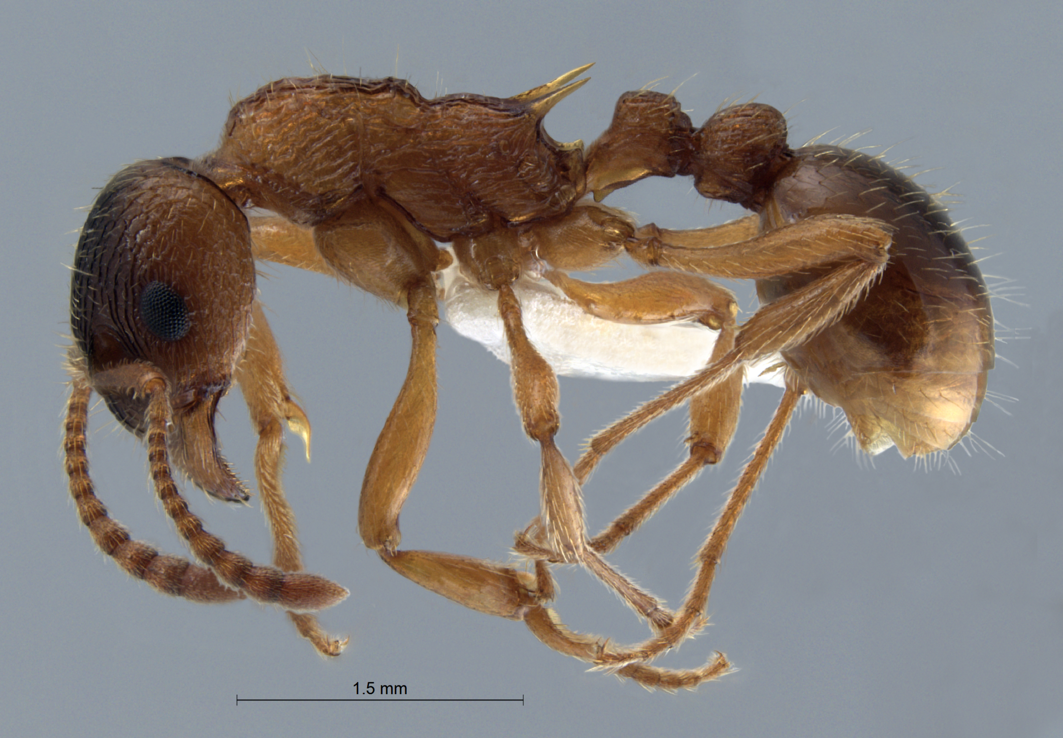 Myrmica rubra lateral