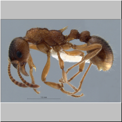 Myrmica rubra   Nylander, 1846 