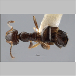 Myrmica rubra (Terayama, 2009) 