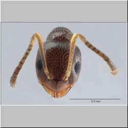 Myrmica