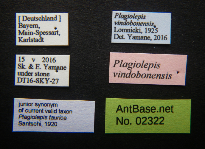  Plagiolepis taurica label