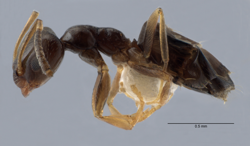 Myrmica rubra lateral