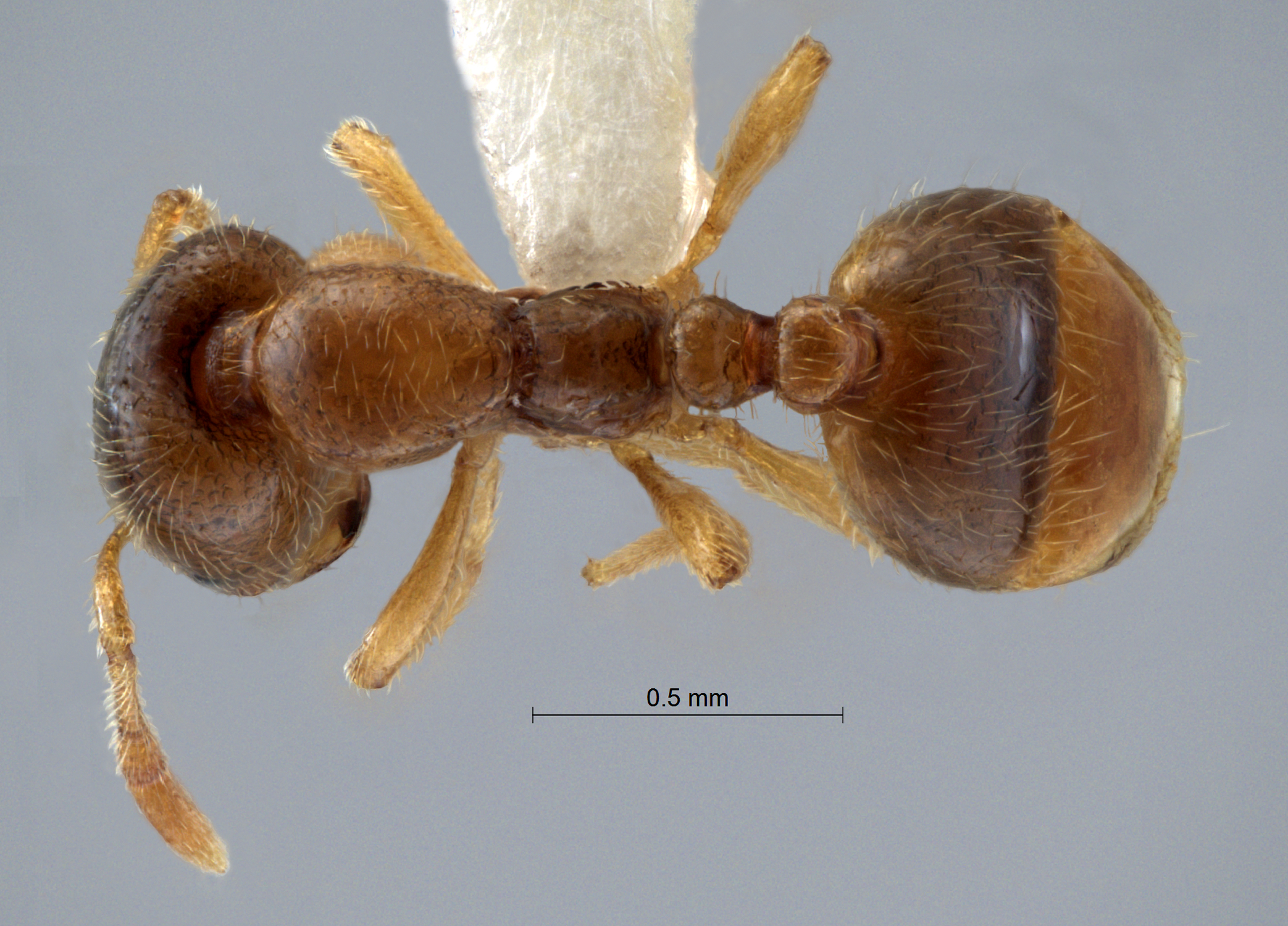 Myrmica rubra