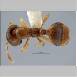 Myrmica rubra (Terayama, 2009) 