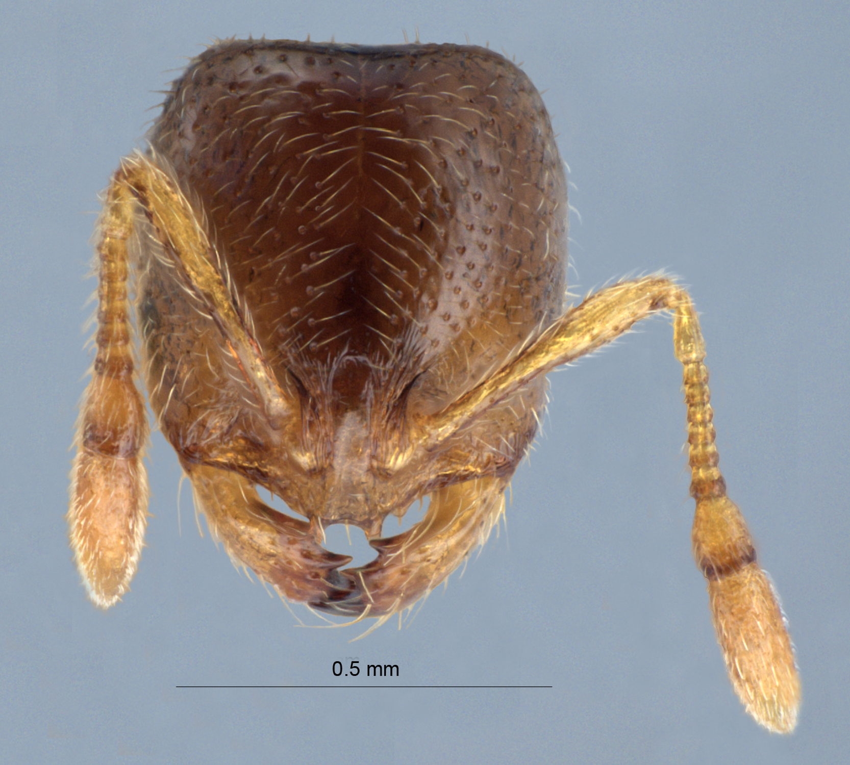 Myrmica rubra