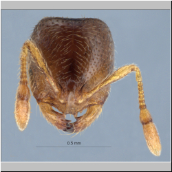 Myrmica