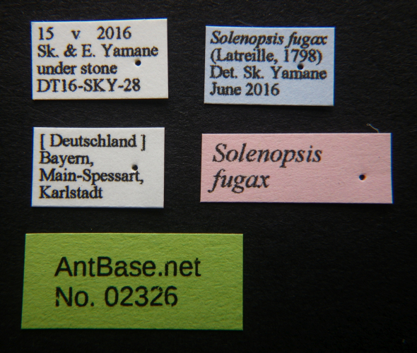 Myrmica rubra label