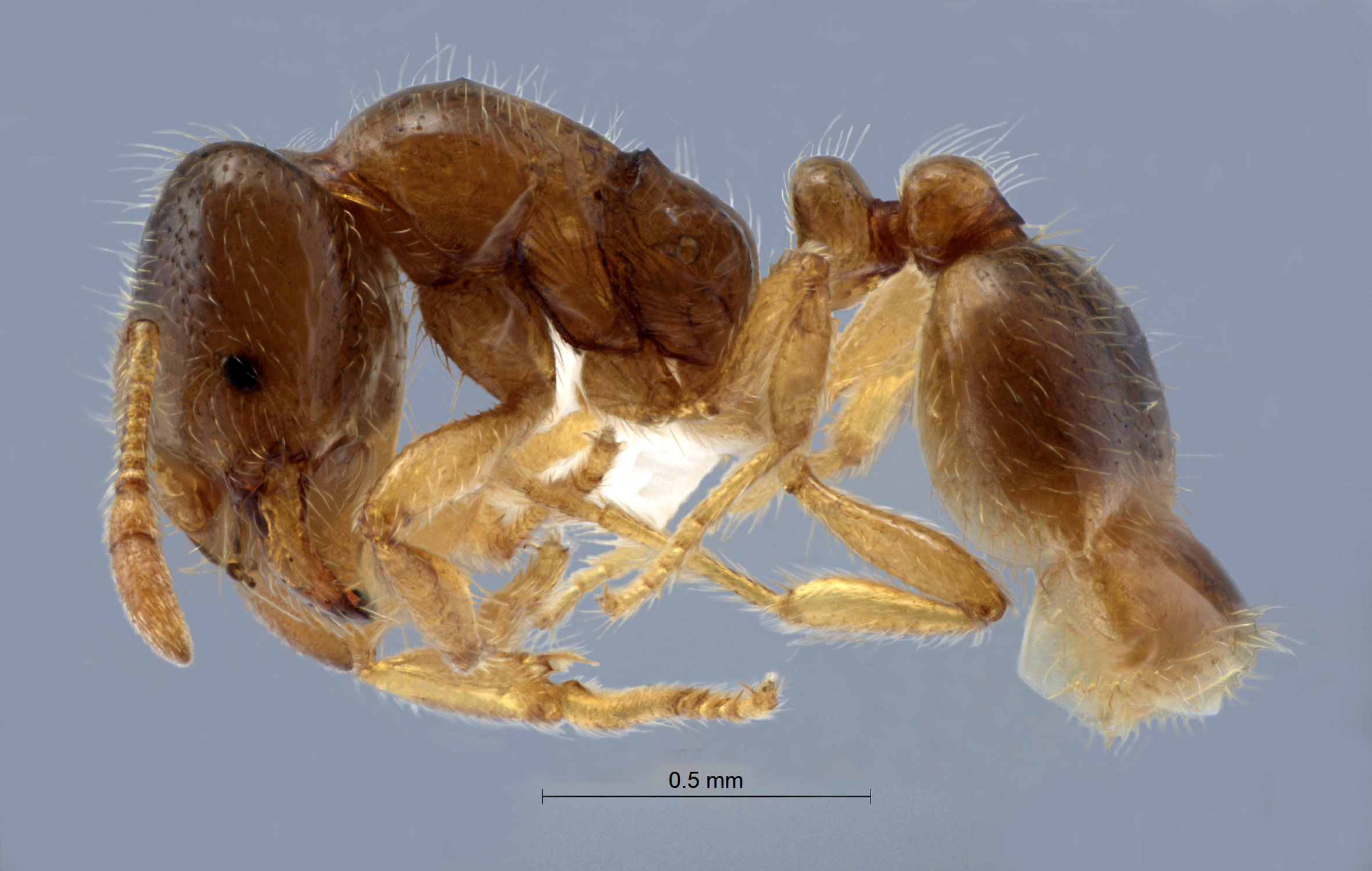 Myrmica rubra lateral