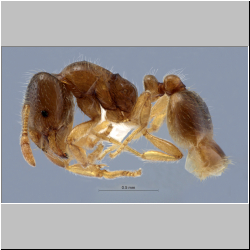 Myrmica rubra   Nylander, 1846 