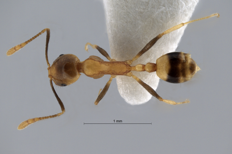 Colobopsis nipponica