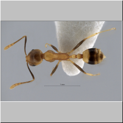 Monomorium sp. Bolton, 2000  
dorsal