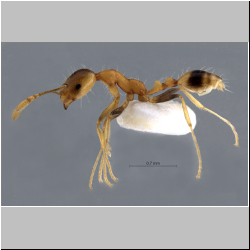 Monomorium sp. Bolton, 2000