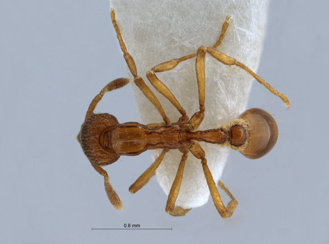 Colobopsis nipponica