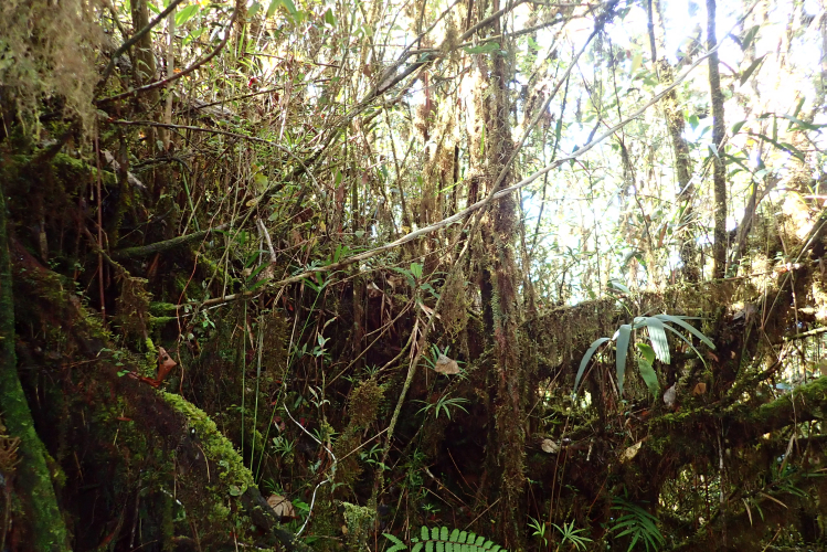 Strumigenys euryale habitat