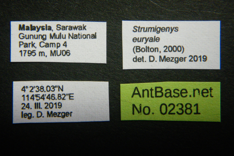 Colobopsis nipponica label