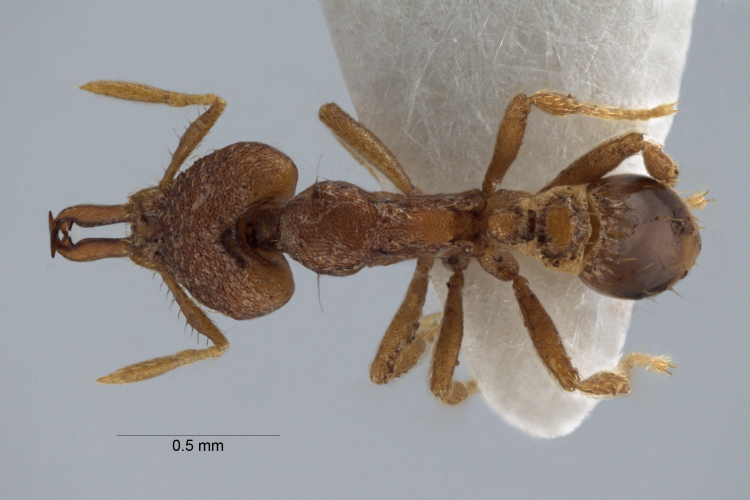 Colobopsis nipponica