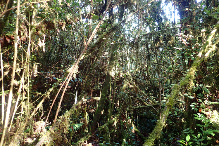 Strumigenys ulteria habitat