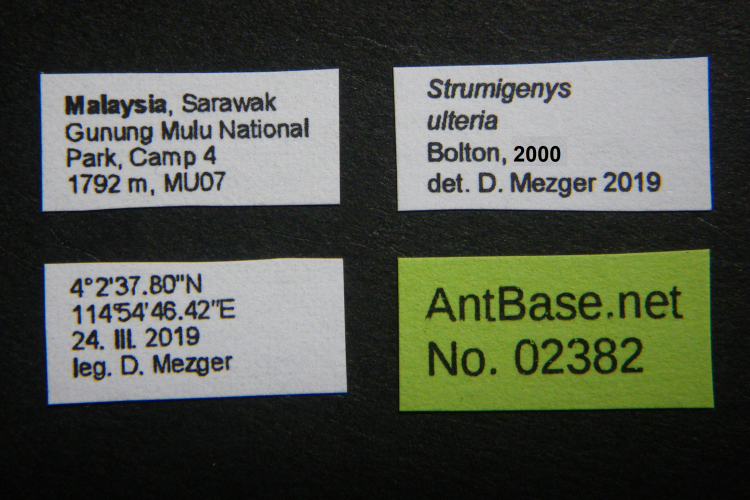 Colobopsis nipponica label