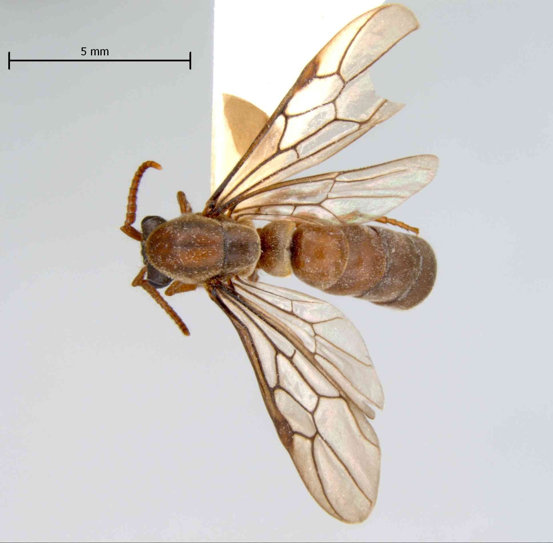 Aenictus hottai queen dorsal