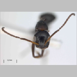Camponotus cf reticulatus Roger, 1863 frontal