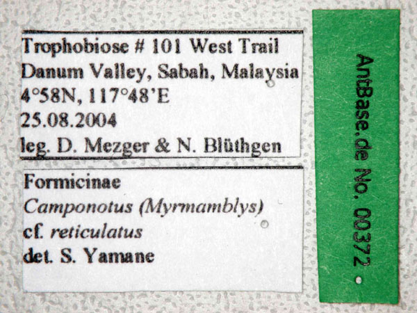 Camponotus cf reticulatus label