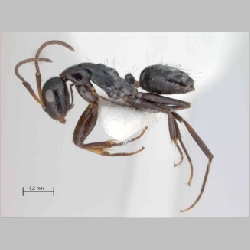 Camponotus cf reticulatus Roger, 1863 lateral