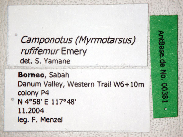Camponotus (Myrmotarsus) rufifemur label