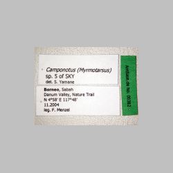 Camponotus (Myrmotarsus) sp 5 of SKY   label