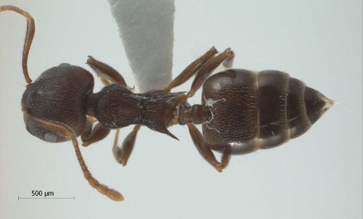 Crematogaster modiglianii dorsal