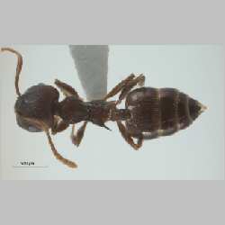 Crematogaster modiglianii Emery, 1900 dorsal