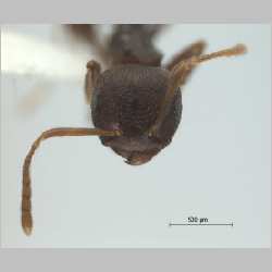 Crematogaster modiglianii Emery, 1900 frontal