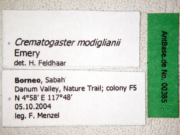 Crematogaster modiglianii label