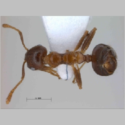 Crematogaster rogenhoferi Mayr, 1879 dorsal