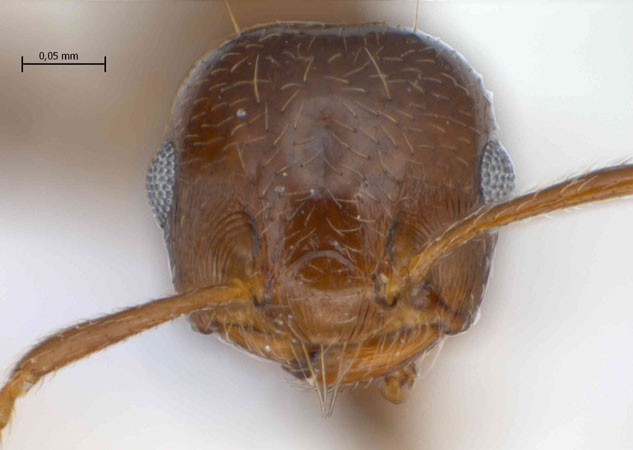 Crematogaster rogenhoferi frontal