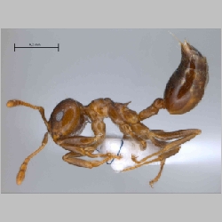 Crematogaster rogenhoferi Mayr, 1879 lateral